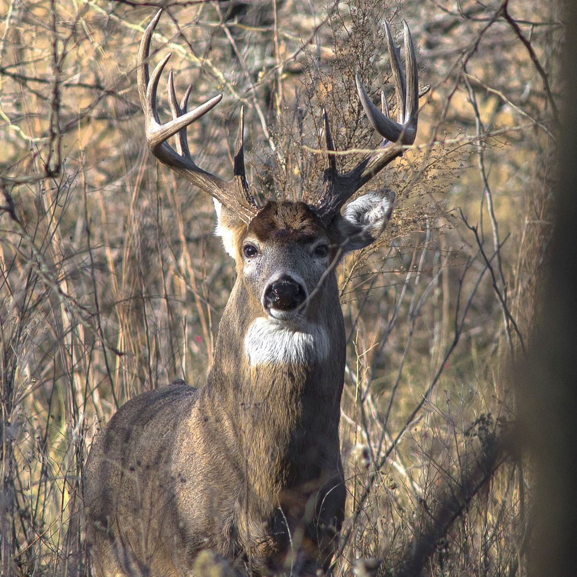 whitetail_deer.jpg